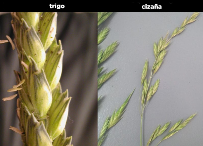 El trigo y la cizaña