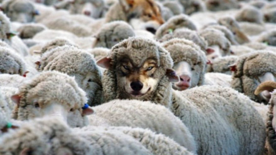 Como ovejas entre lobos
