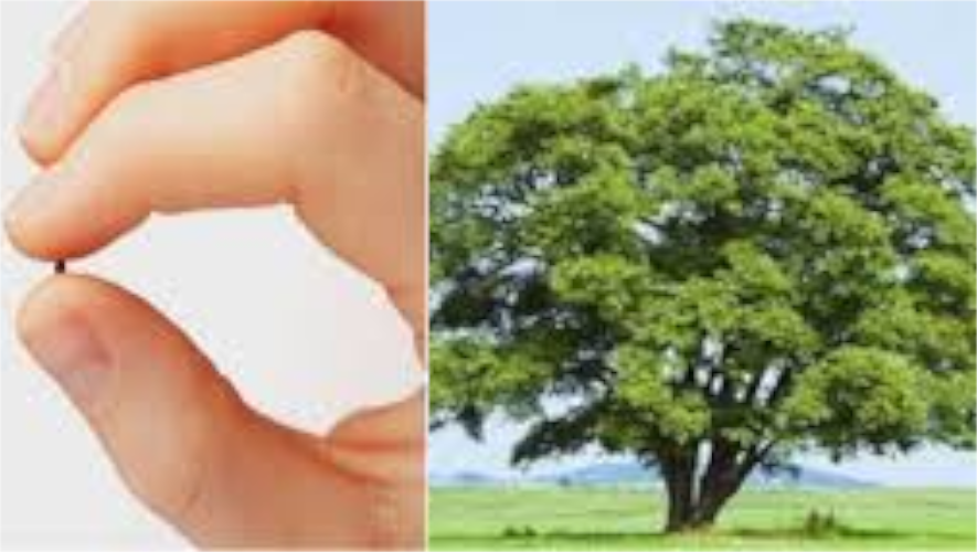 La semilla de mostaza